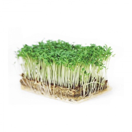 Salicornia Cress